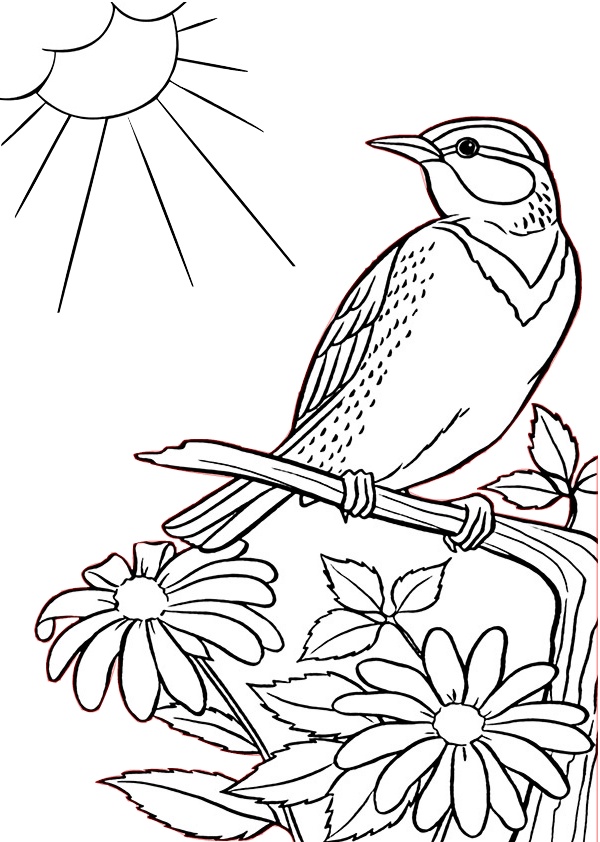 30 Sparrow Coloring Pages Printable 30