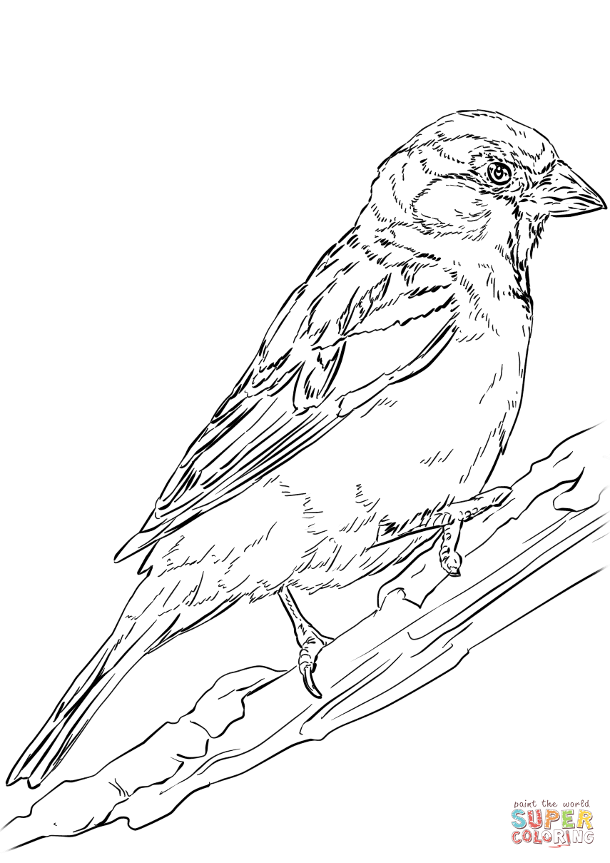 30 Sparrow Coloring Pages Printable 32