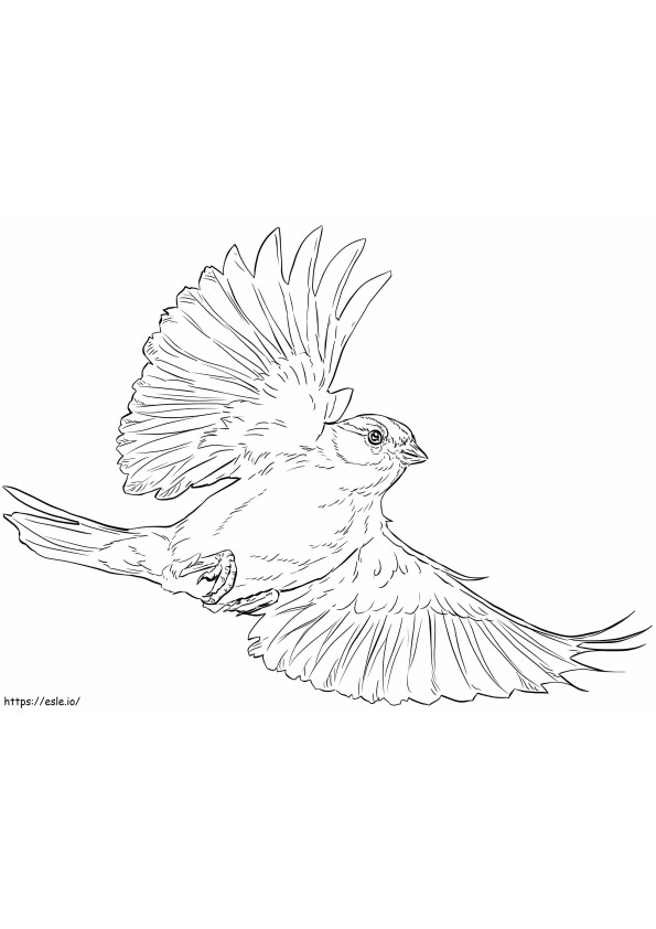 30 Sparrow Coloring Pages Printable 33