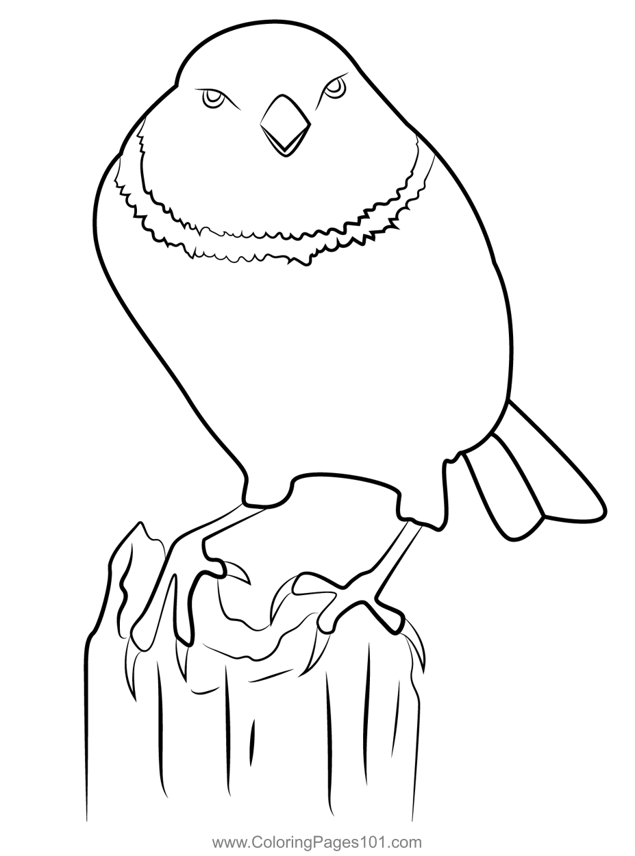 30 Sparrow Coloring Pages Printable 34