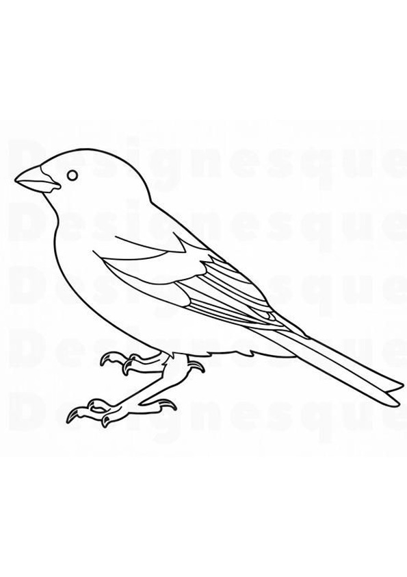 30 Sparrow Coloring Pages Printable 4