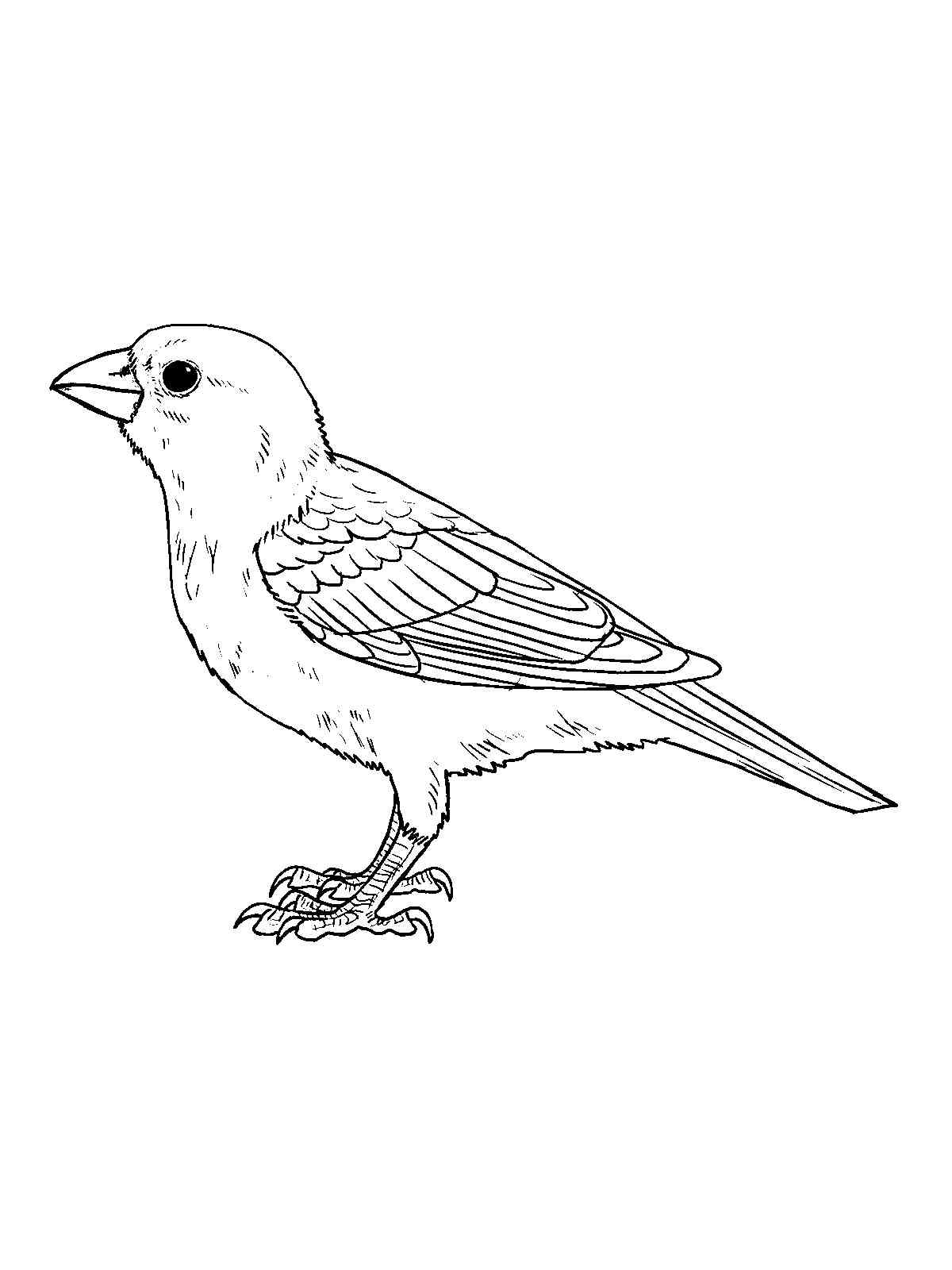 30 Sparrow Coloring Pages Printable 5