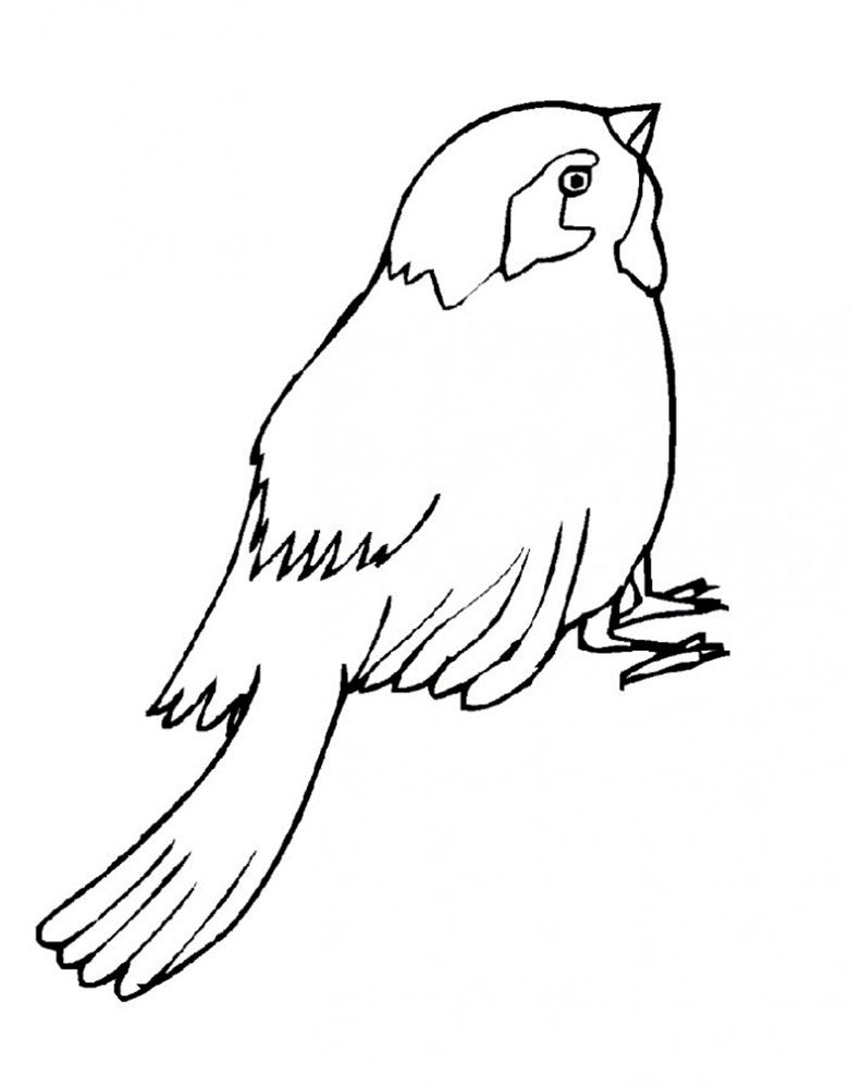 30 Sparrow Coloring Pages Printable 6