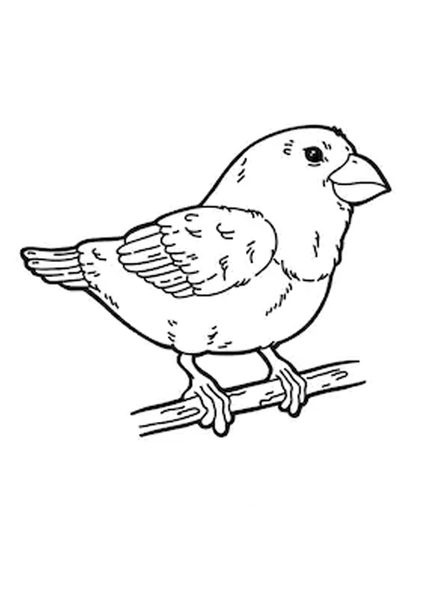 30 Sparrow Coloring Pages Printable 9