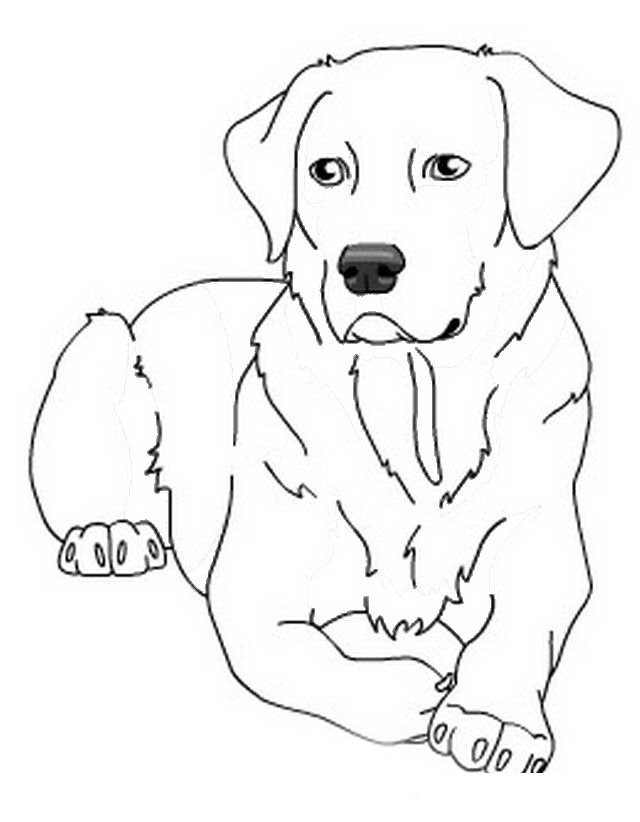 31 Labrador Coloring Pages Printable 1