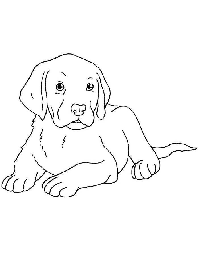 31 Labrador Coloring Pages Printable 10