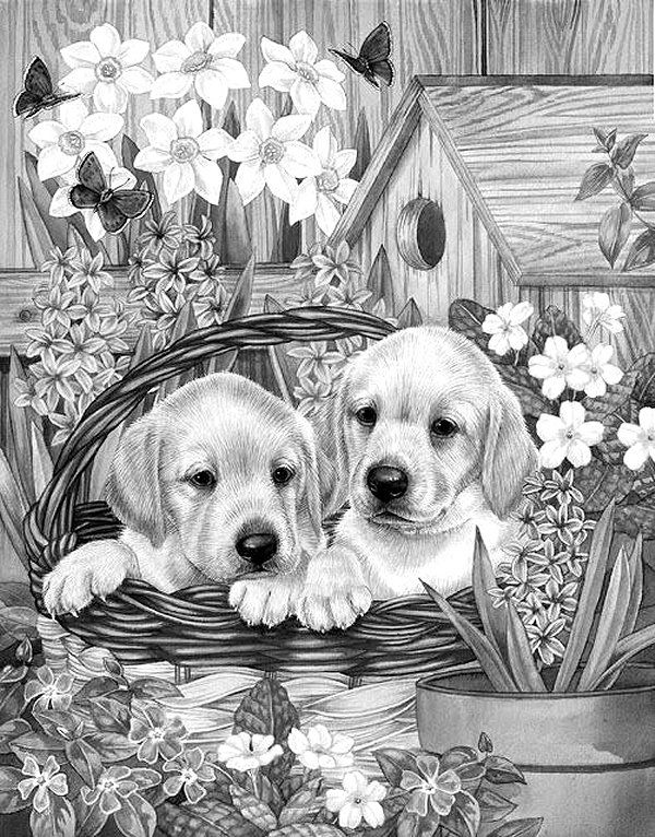 31 Labrador Coloring Pages Printable 14