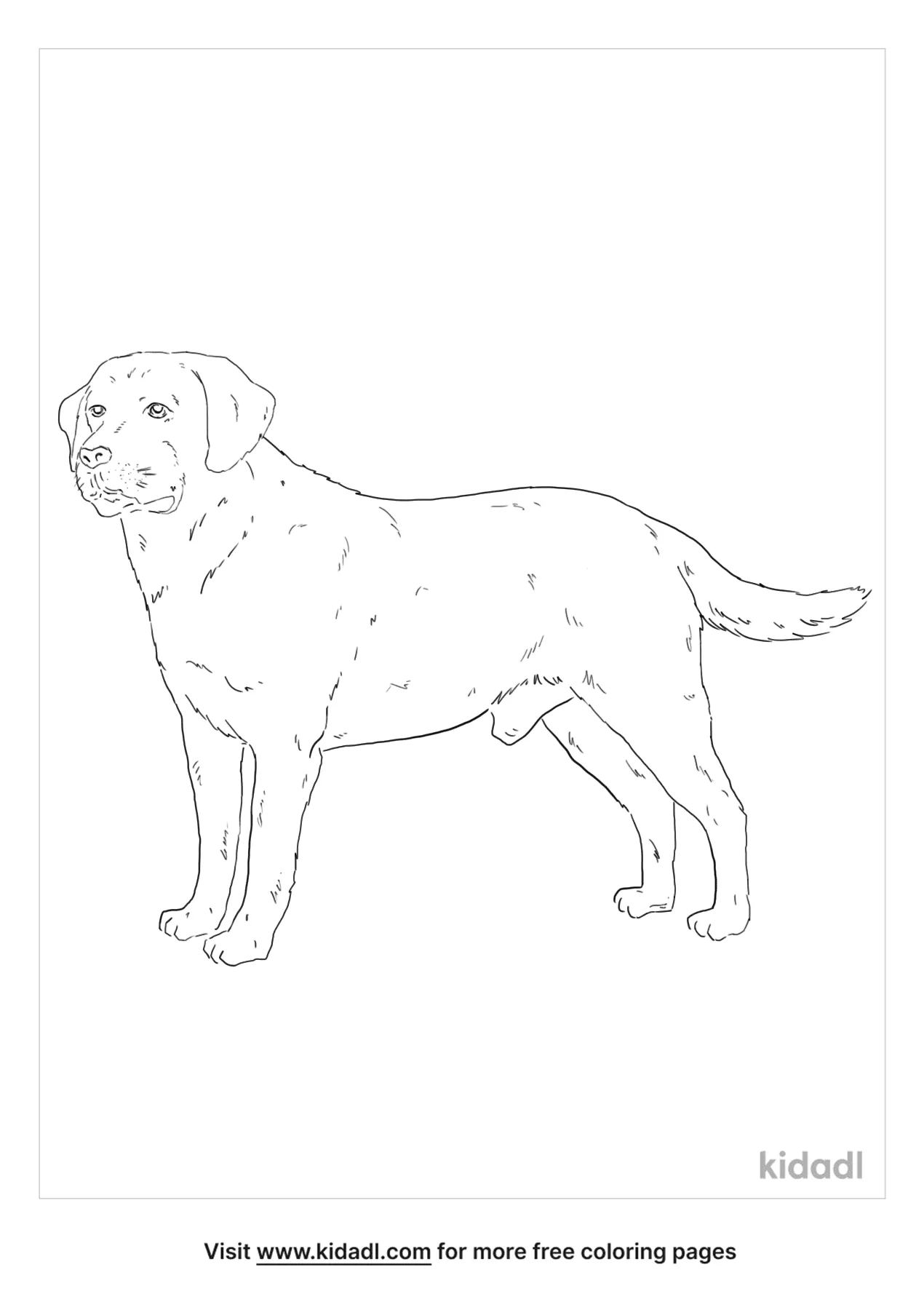 31 Labrador Coloring Pages Printable 30