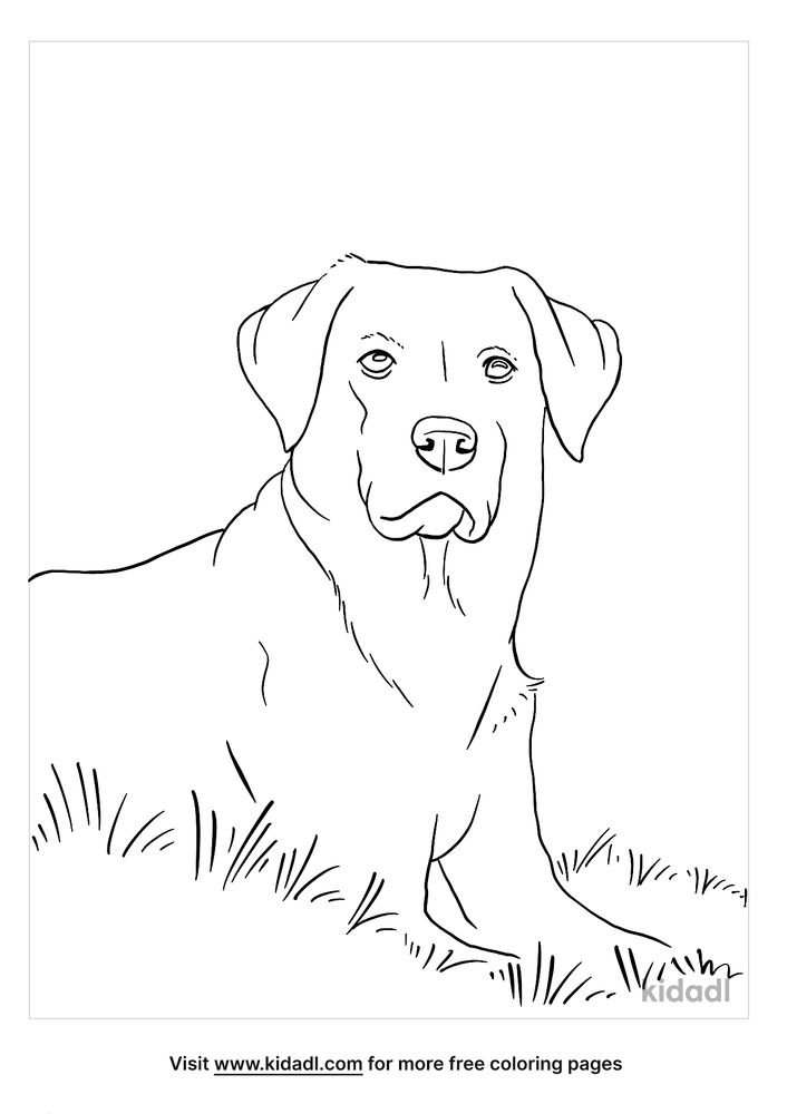 31 Labrador Coloring Pages Printable 7