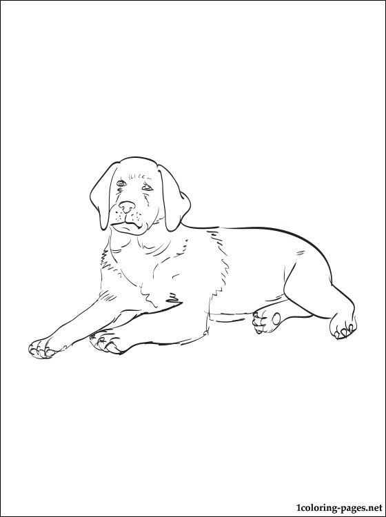 31 Labrador Coloring Pages Printable 9