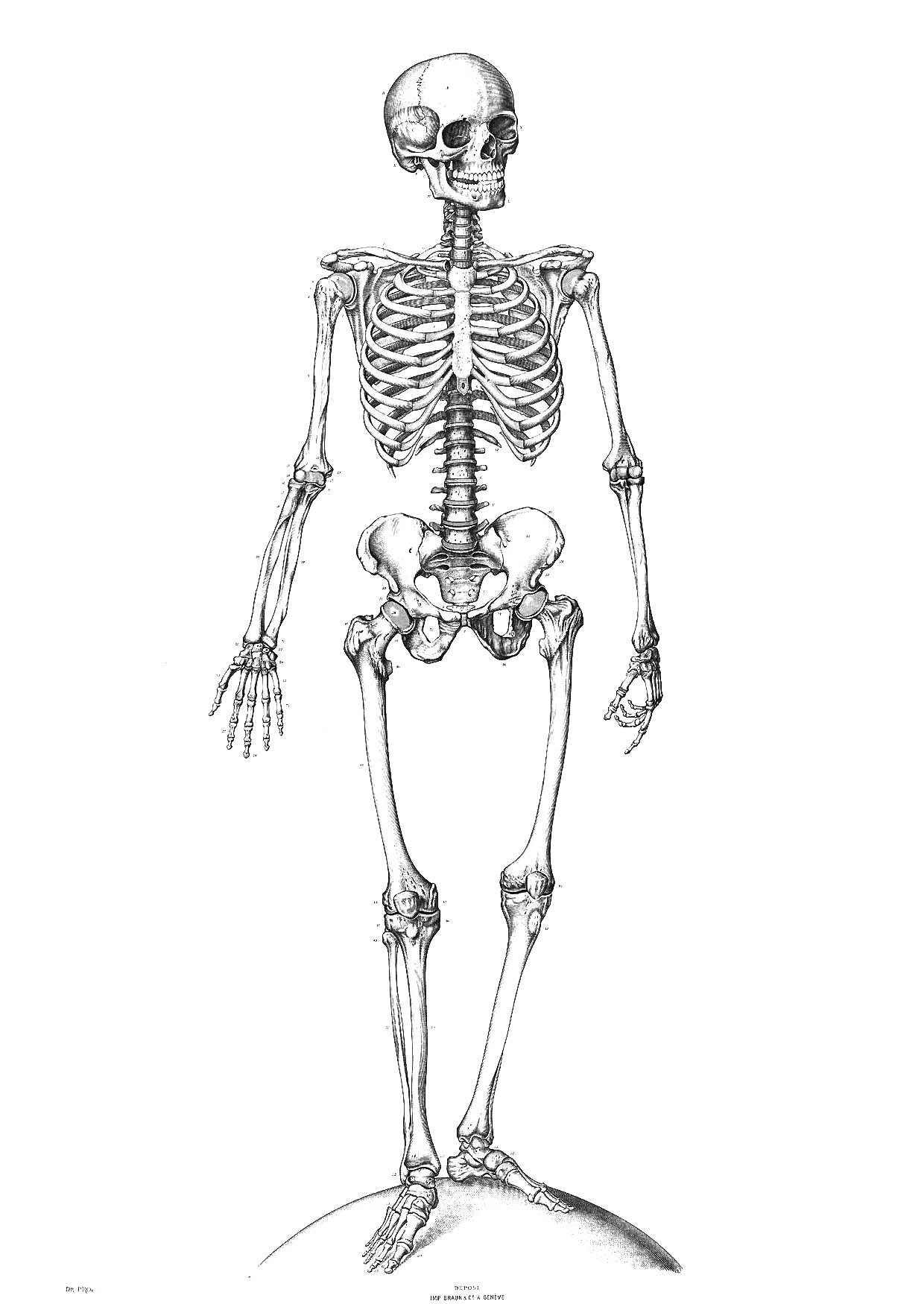 31 Spooky Skeleton Coloring Pages for Kids Printable 33