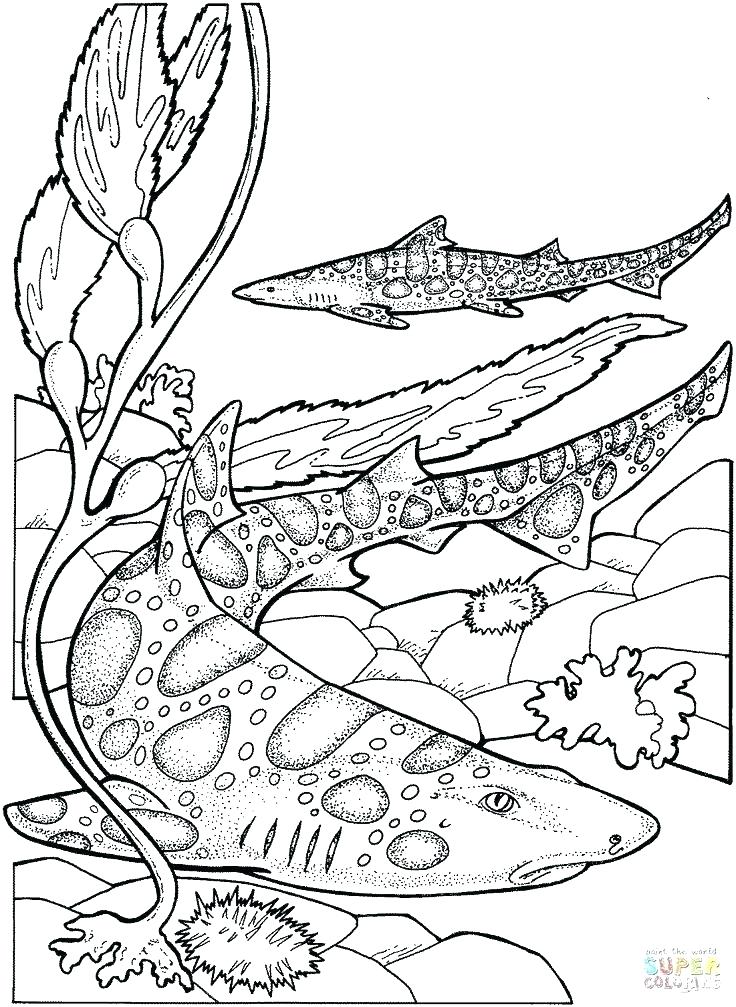 31 Unique Clam Coloring Pages Printable 19