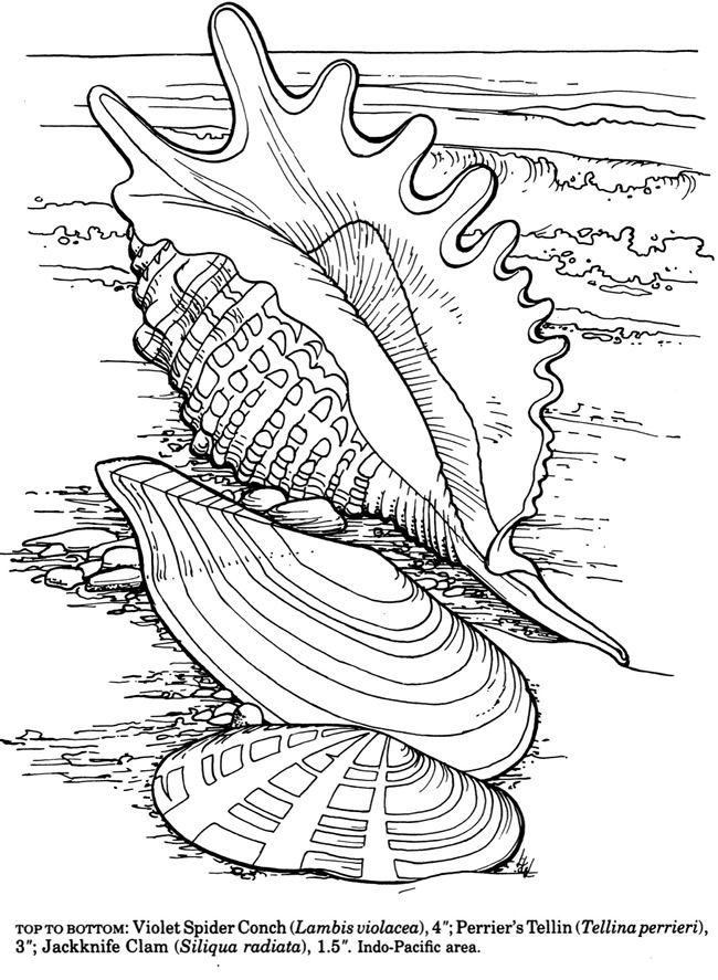 31 Unique Clam Coloring Pages Printable 31