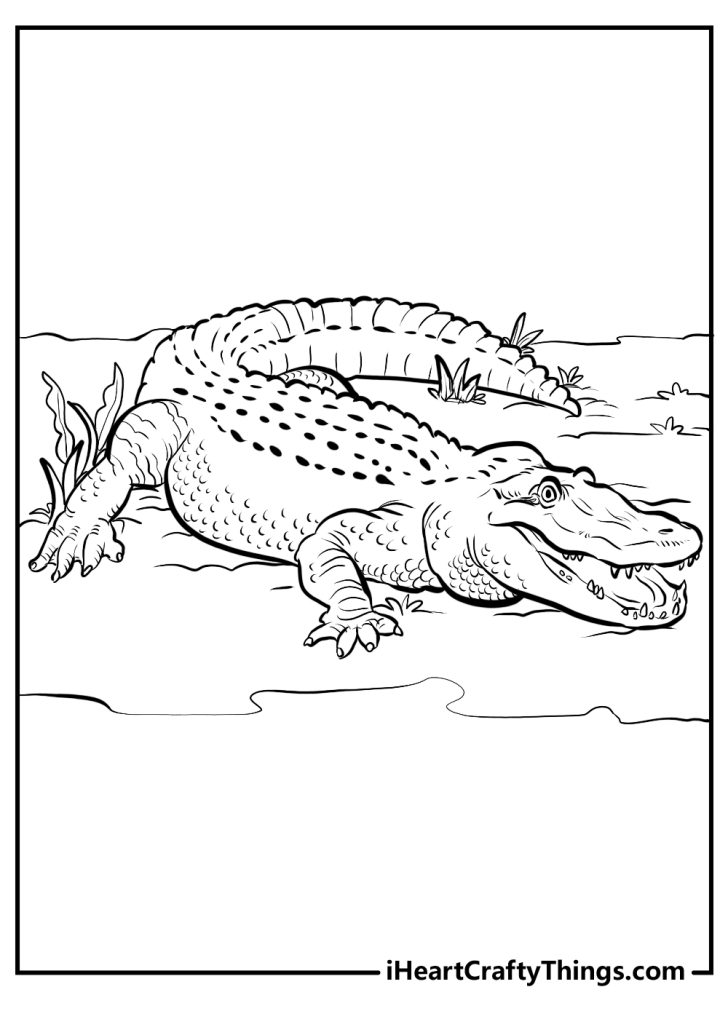 alligator coloring pages pdf printable jpg