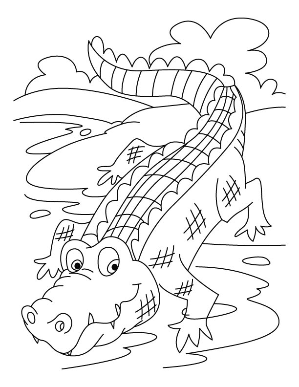 32 Alligator Coloring Pages PDF Printable 20