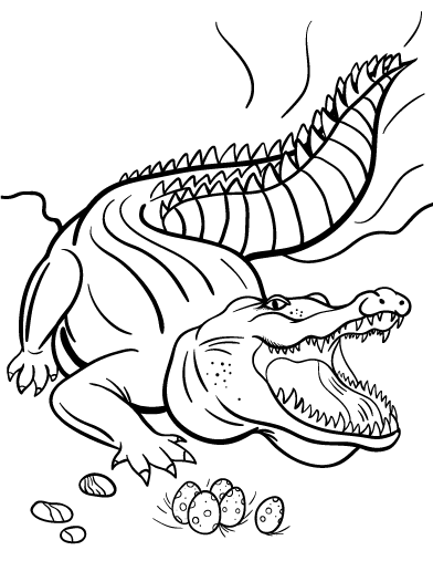 32 Alligator Coloring Pages PDF Printable 22