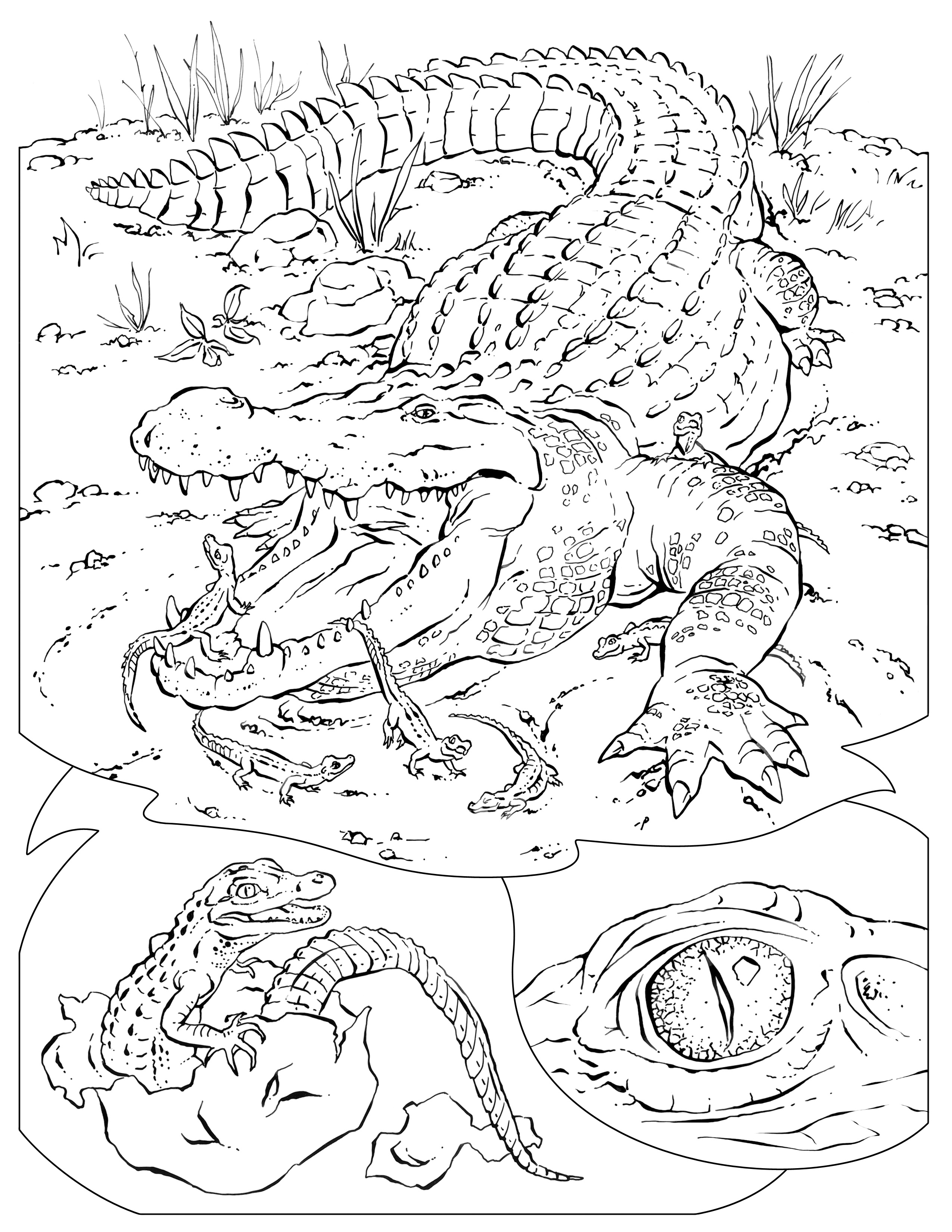 32 Alligator Coloring Pages PDF Printable 25