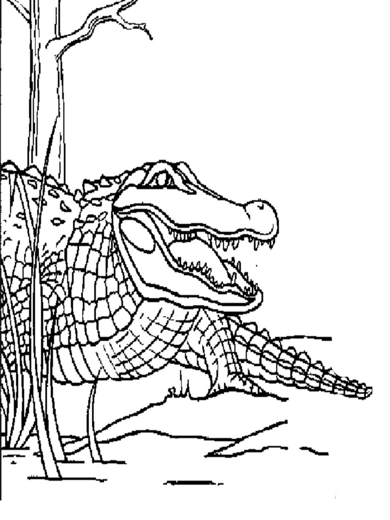 32 Alligator Coloring Pages PDF Printable 29