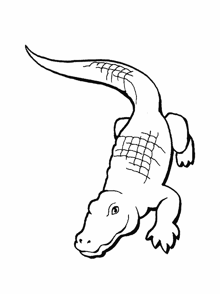 32 Alligator Coloring Pages PDF Printable 5