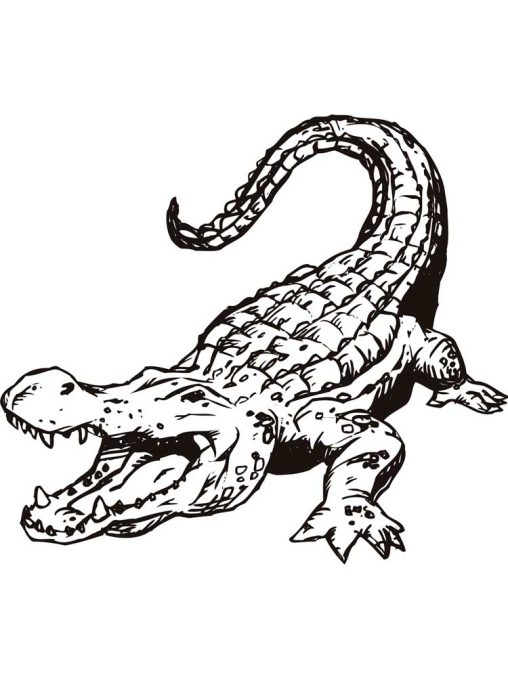 32 Alligator Coloring Pages PDF Printable 6