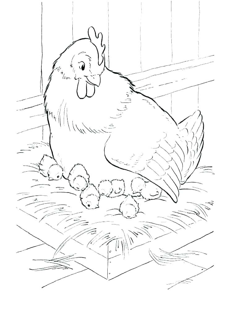 cute chicken coloring pages printable jpg