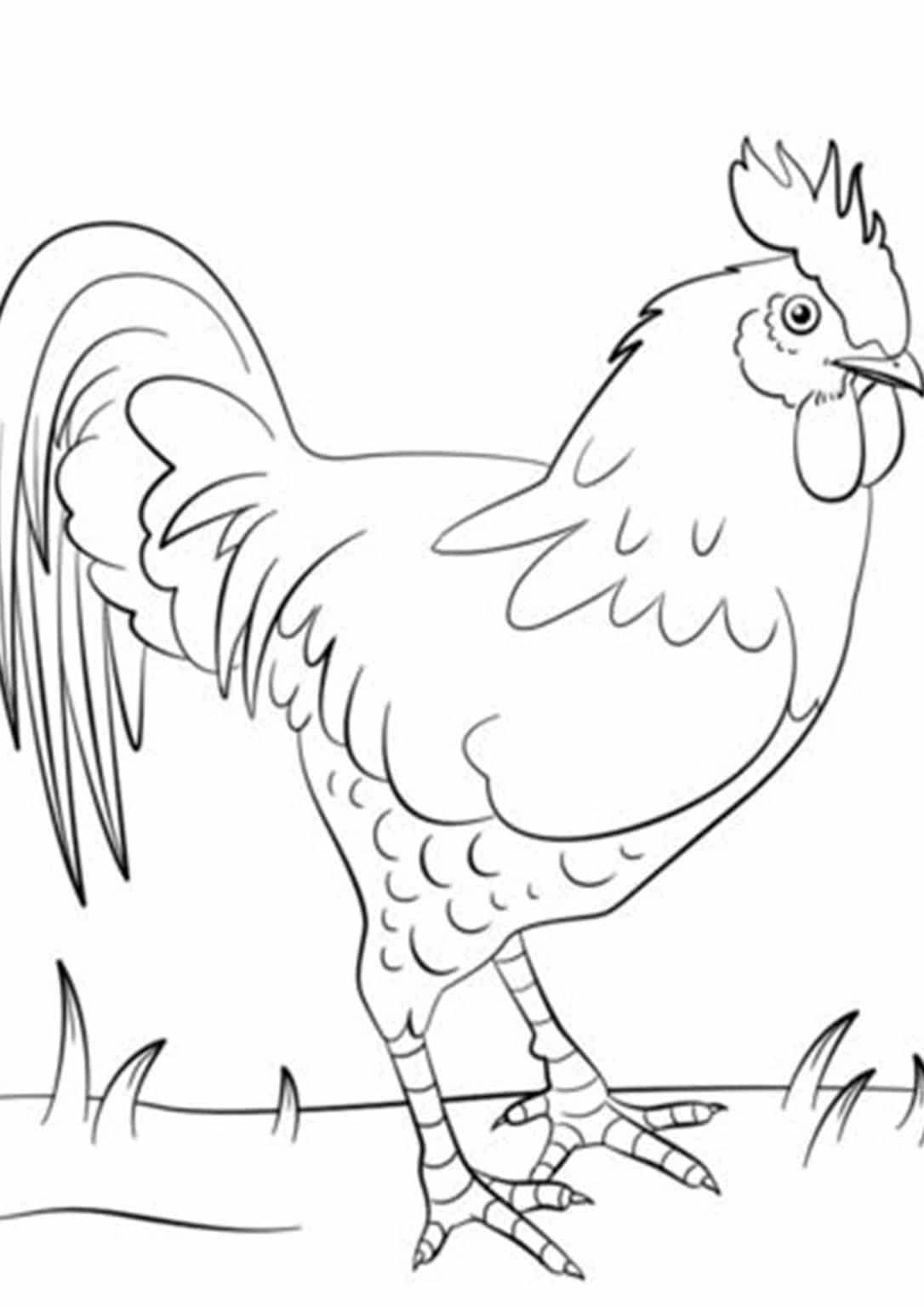 32 Cute Chicken Coloring Pages Printable 33