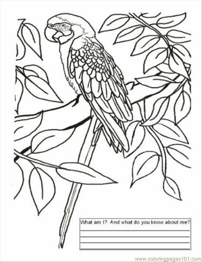 33 Vibrant Brazil Coloring Pages Printable 6