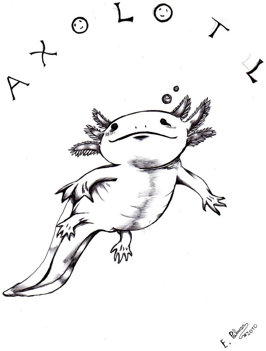 34 Axolotl Coloring Pages Printable 13