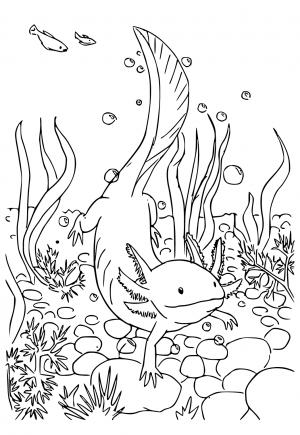 34 Axolotl Coloring Pages Printable 33