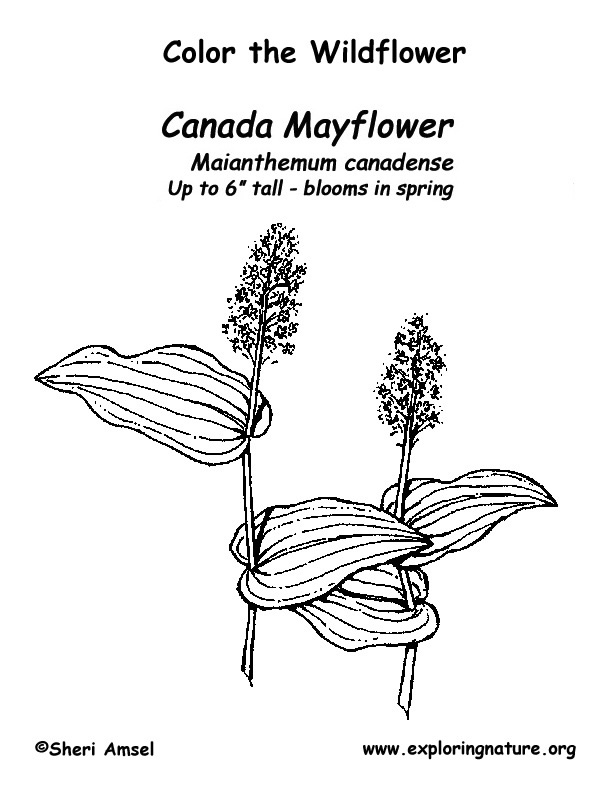 historic mayflower coloring pages printable jpg