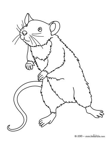 34 Interesting Rats Coloring Pages Printable 10