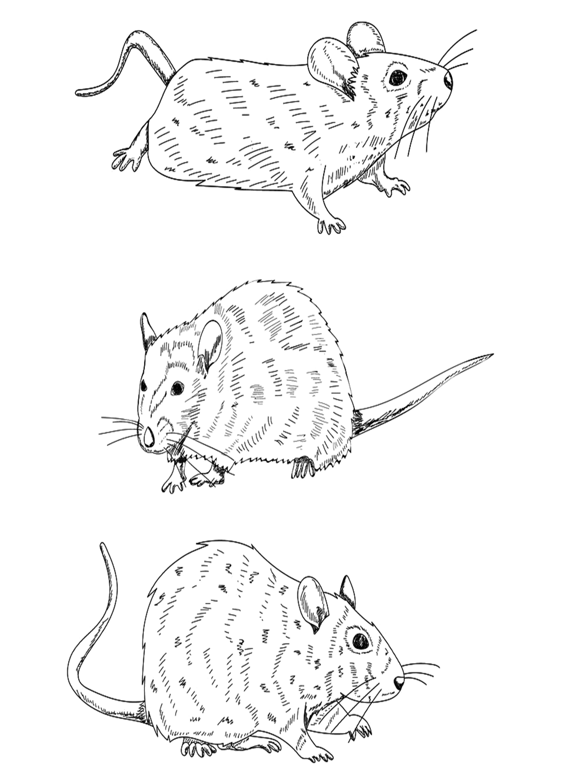 34 Interesting Rats Coloring Pages Printable 13