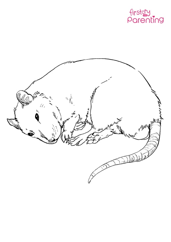 interesting rats coloring pages printable jpg