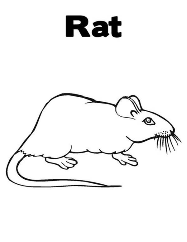 interesting rats coloring pages printable jpg