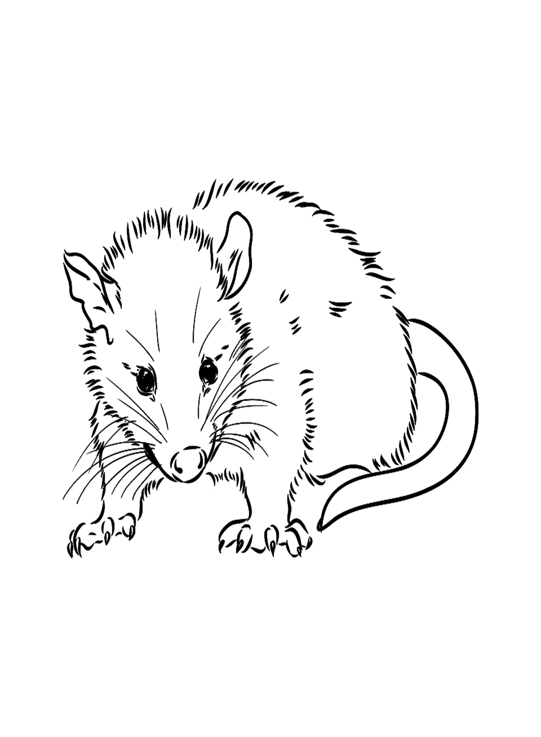 34 Interesting Rats Coloring Pages Printable 33