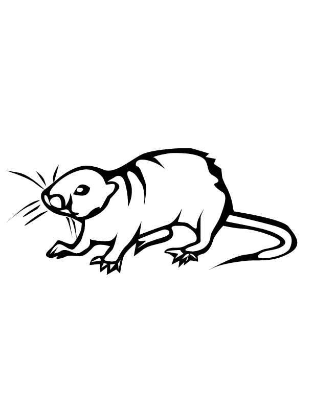 interesting rats coloring pages printable jpg