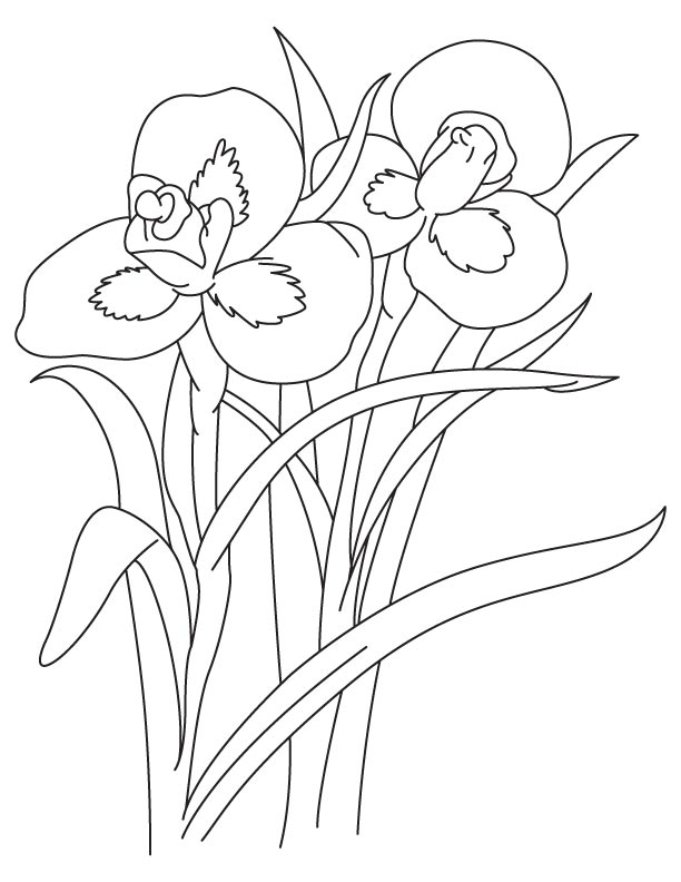 34 Iris Coloring Pages Printable 10