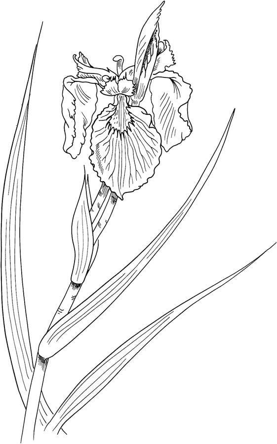 iris coloring pages printable jpg