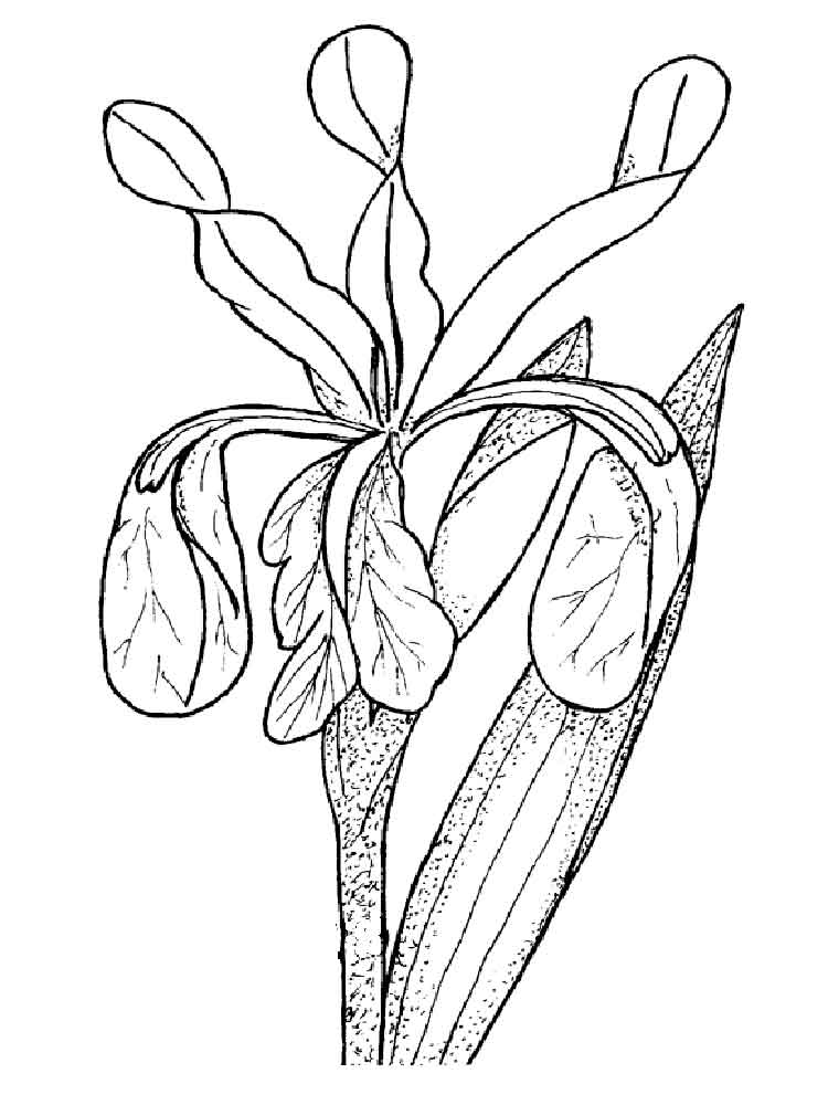 34 Iris Coloring Pages Printable 13