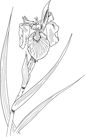 34 Iris Coloring Pages Printable 17