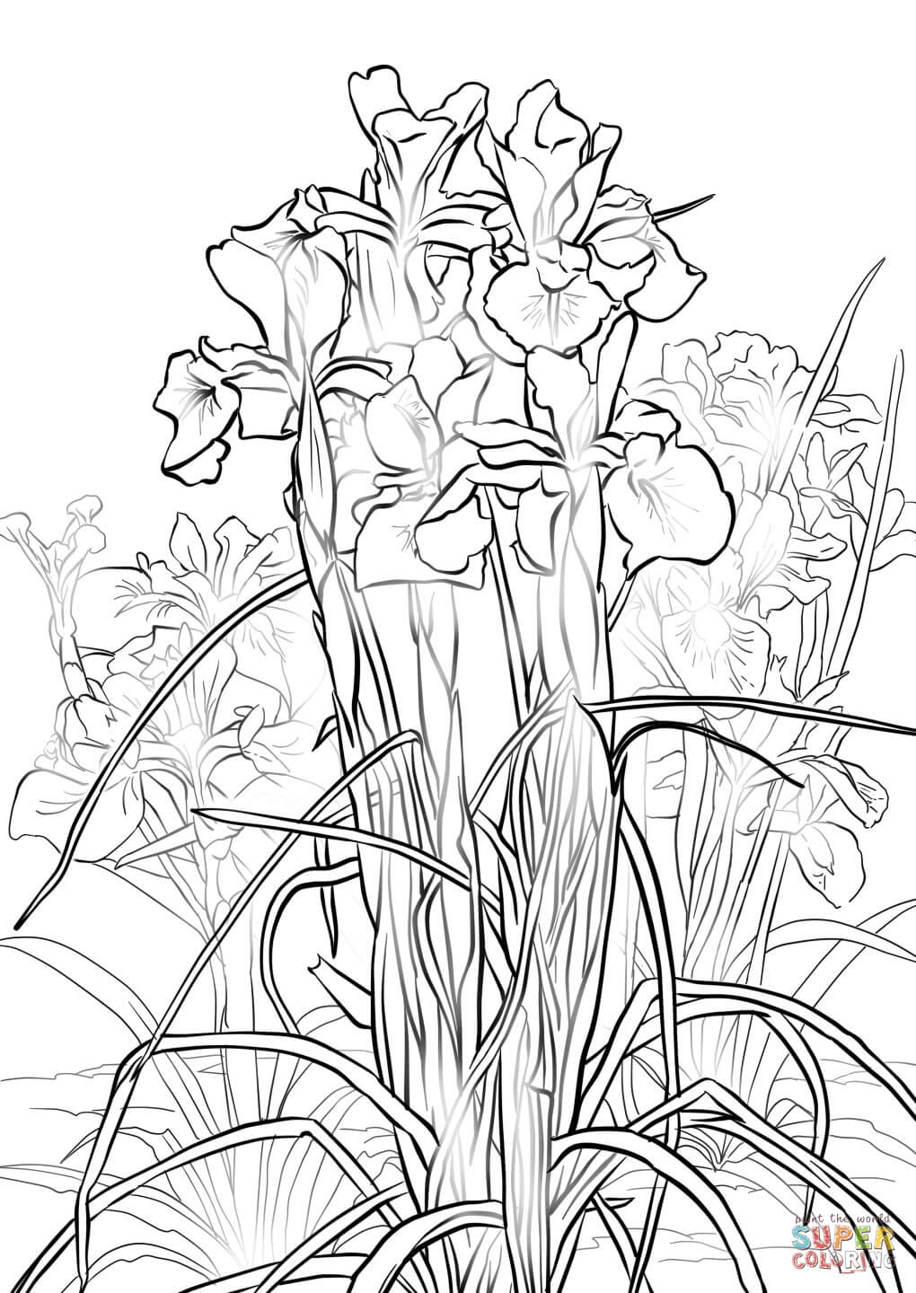 34 Iris Coloring Pages Printable 2