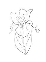 34 Iris Coloring Pages Printable 20