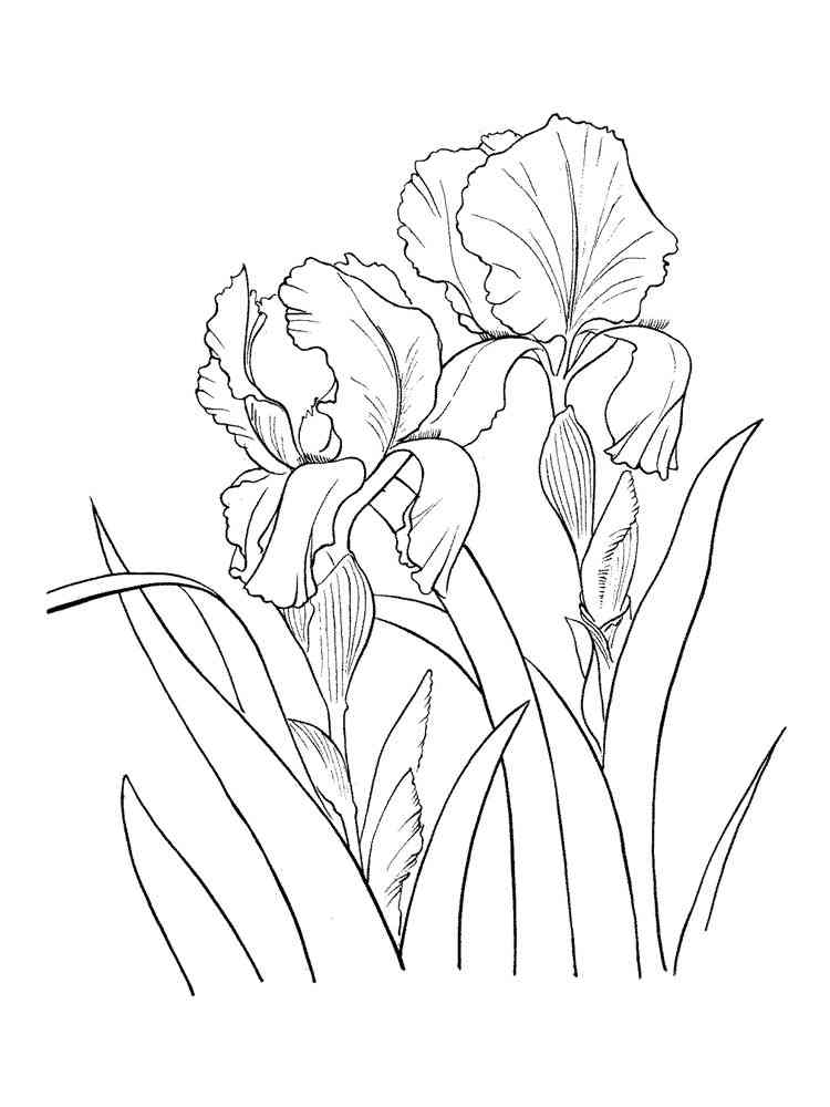 iris coloring pages printable jpg