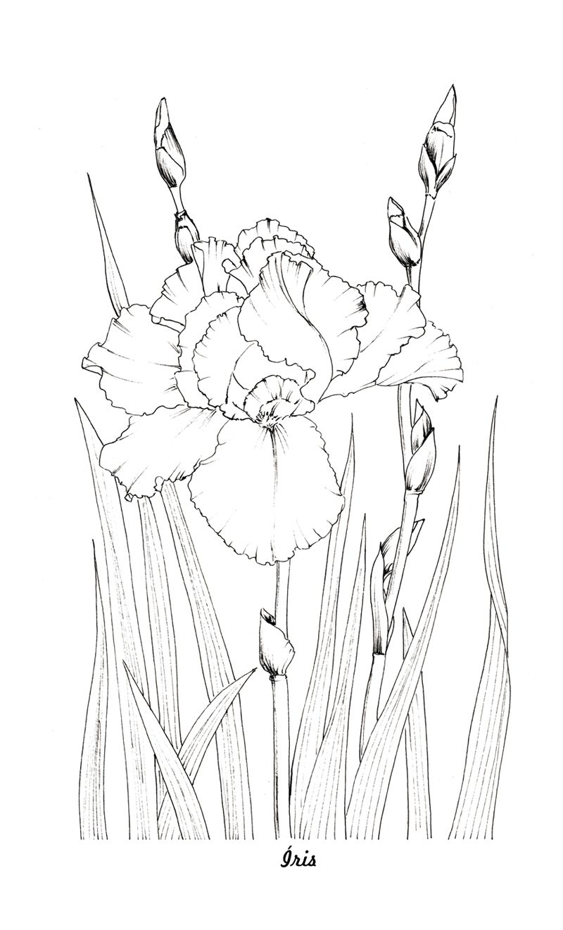 34 Iris Coloring Pages Printable 3