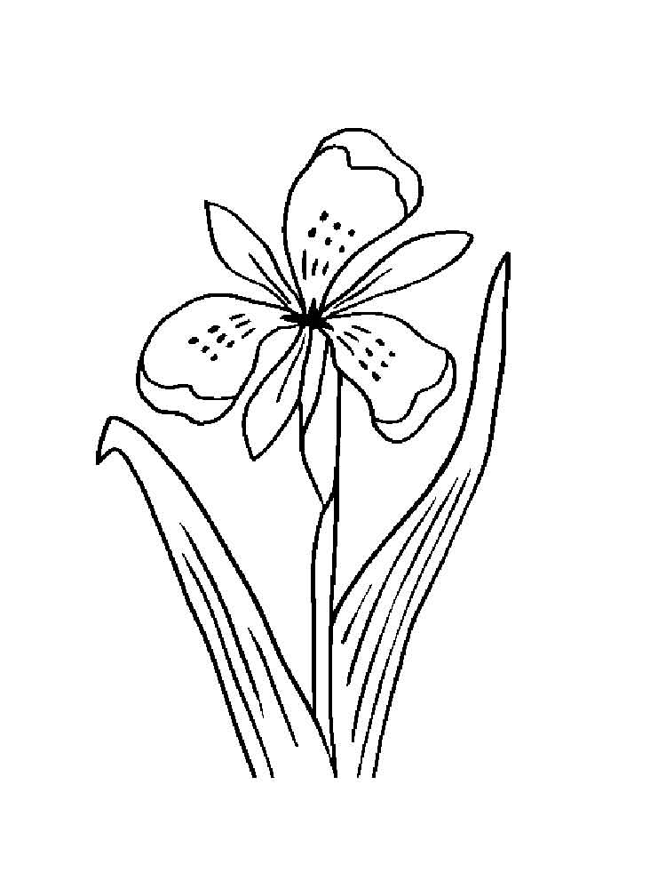 34 Iris Coloring Pages Printable 30