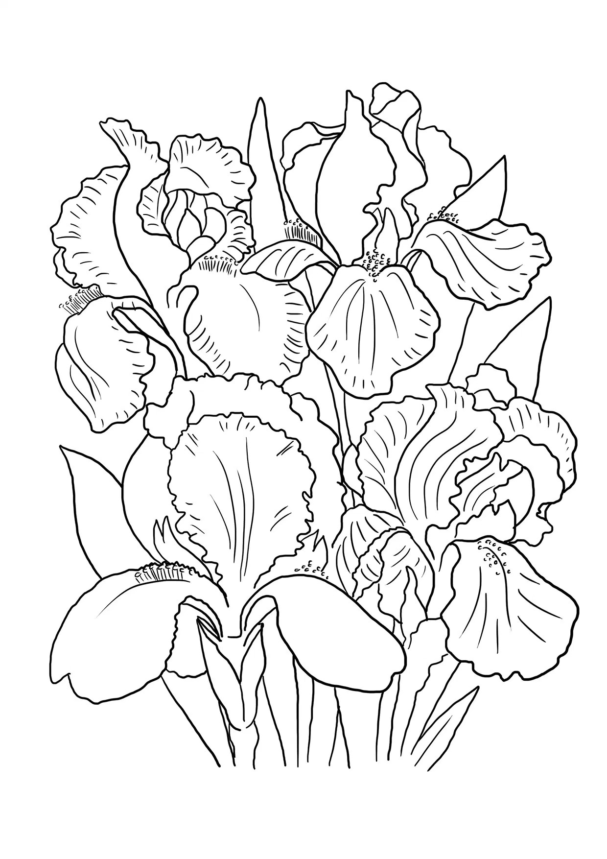 34 Iris Coloring Pages Printable 31