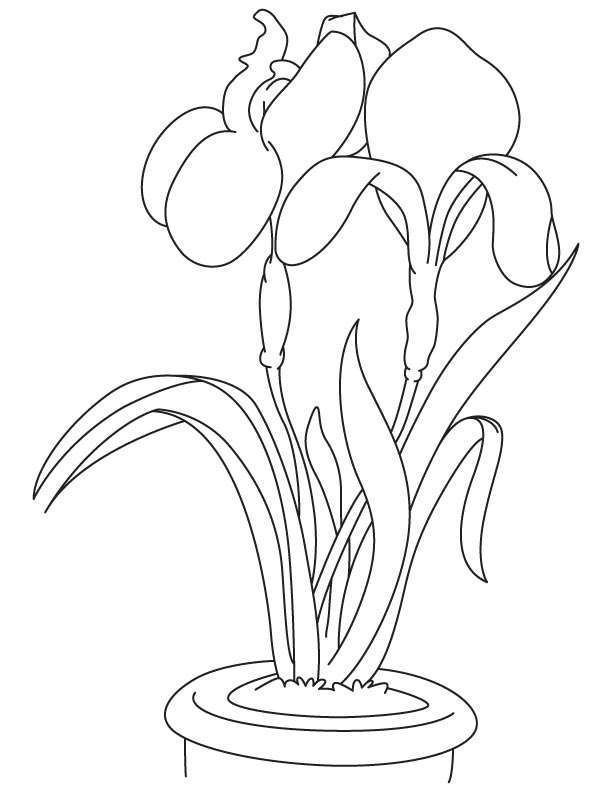 34 Iris Coloring Pages Printable 35