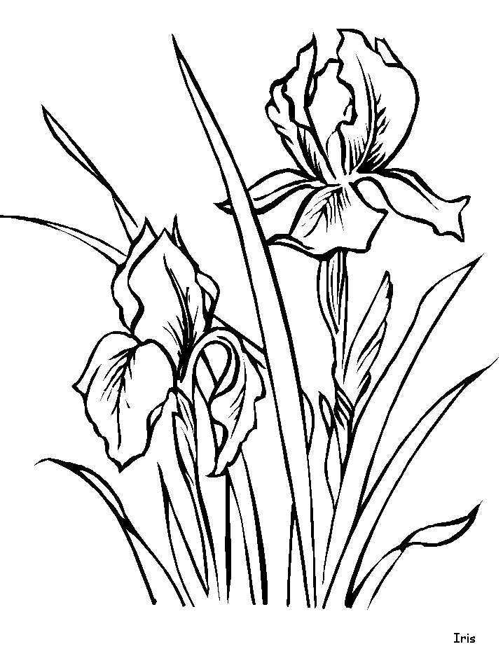 34 Iris Coloring Pages Printable 6