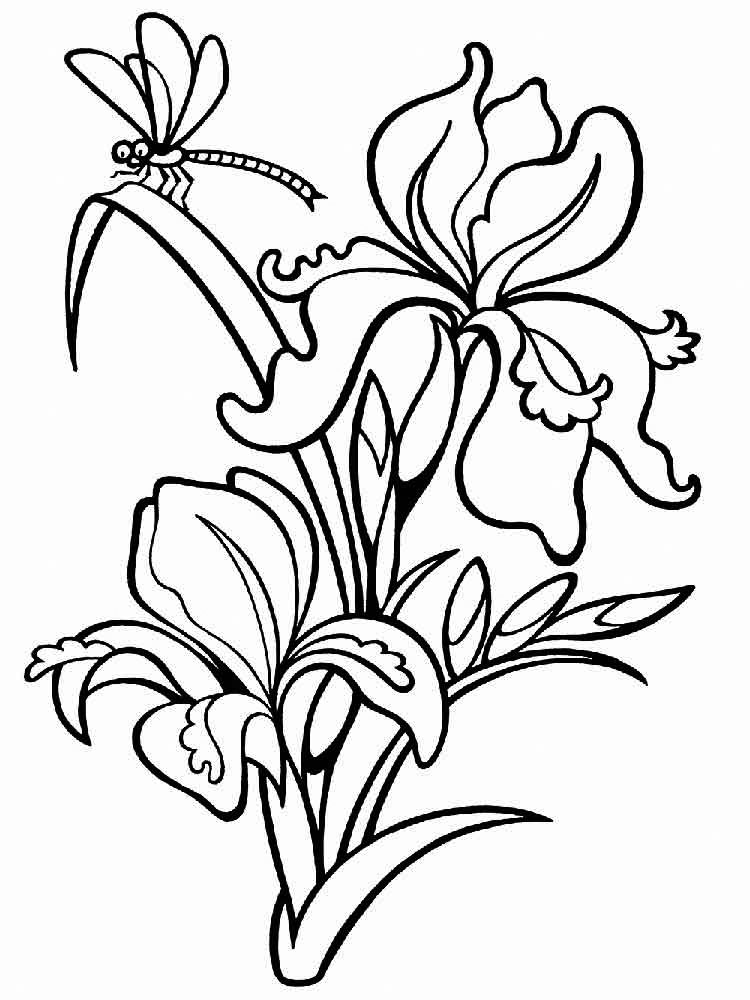 34 Iris Coloring Pages Printable 7