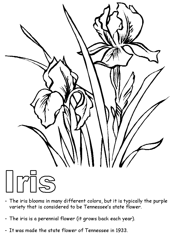 34 Iris Coloring Pages Printable 8